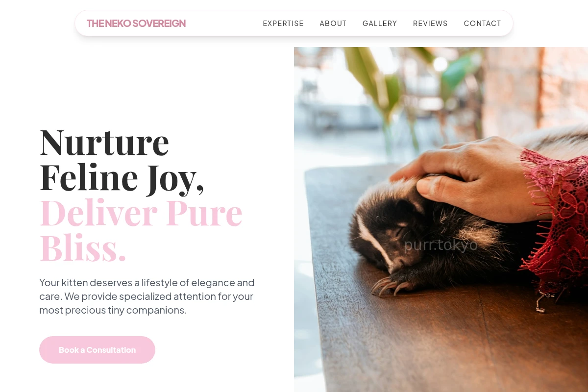 Kitten Animal Care