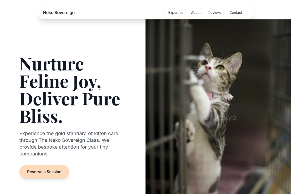Kitten Animal Care